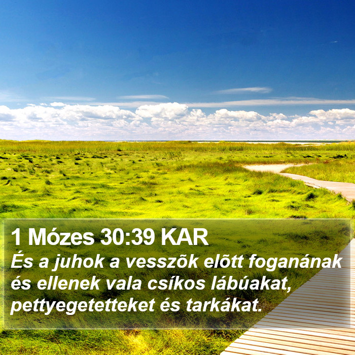1 Mózes 30:39 KAR Bible Study