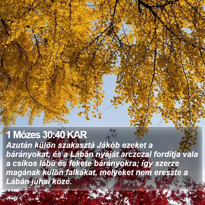1 Mózes 30:40 KAR Bible Study