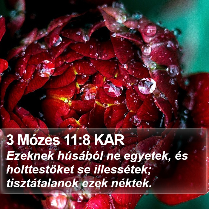 3 Mózes 11:8 KAR Bible Study