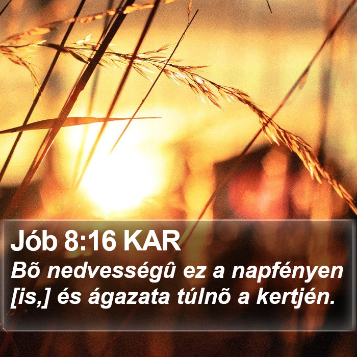 Jób 8:16 KAR Bible Study