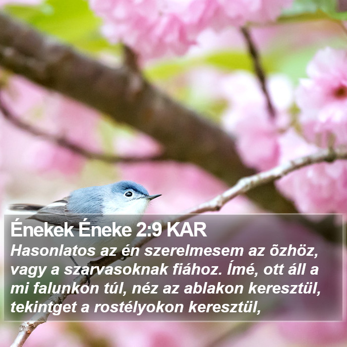 Énekek Éneke 2:9 KAR Bible Study