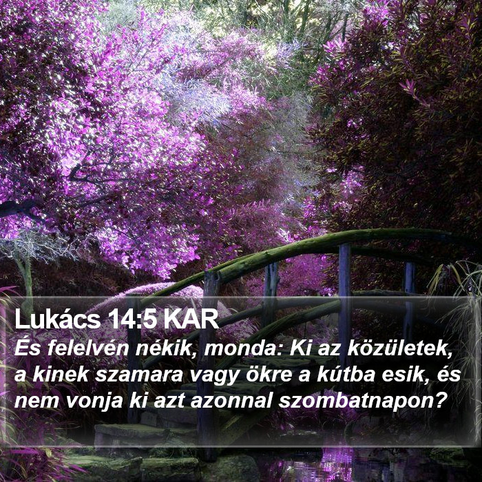 Lukács 14:5 KAR Bible Study